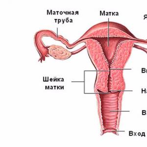 Успешное зачатие при загибе матки: лечение, упражнения, позы